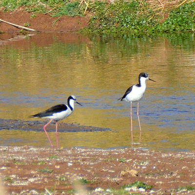 Black-Necked Stilt